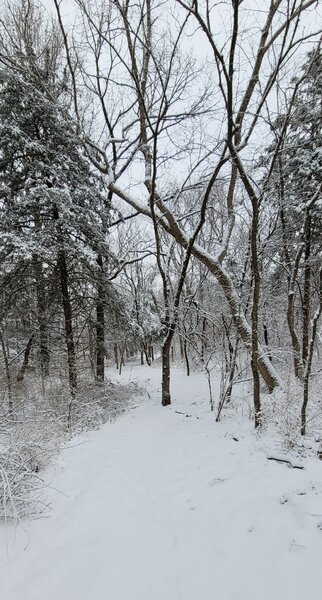 The trail meanders through the snow covered woods