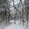 The trail meanders through the snow covered woods