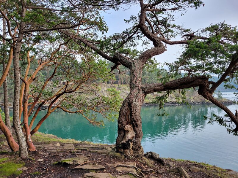 Small cliffs with trees