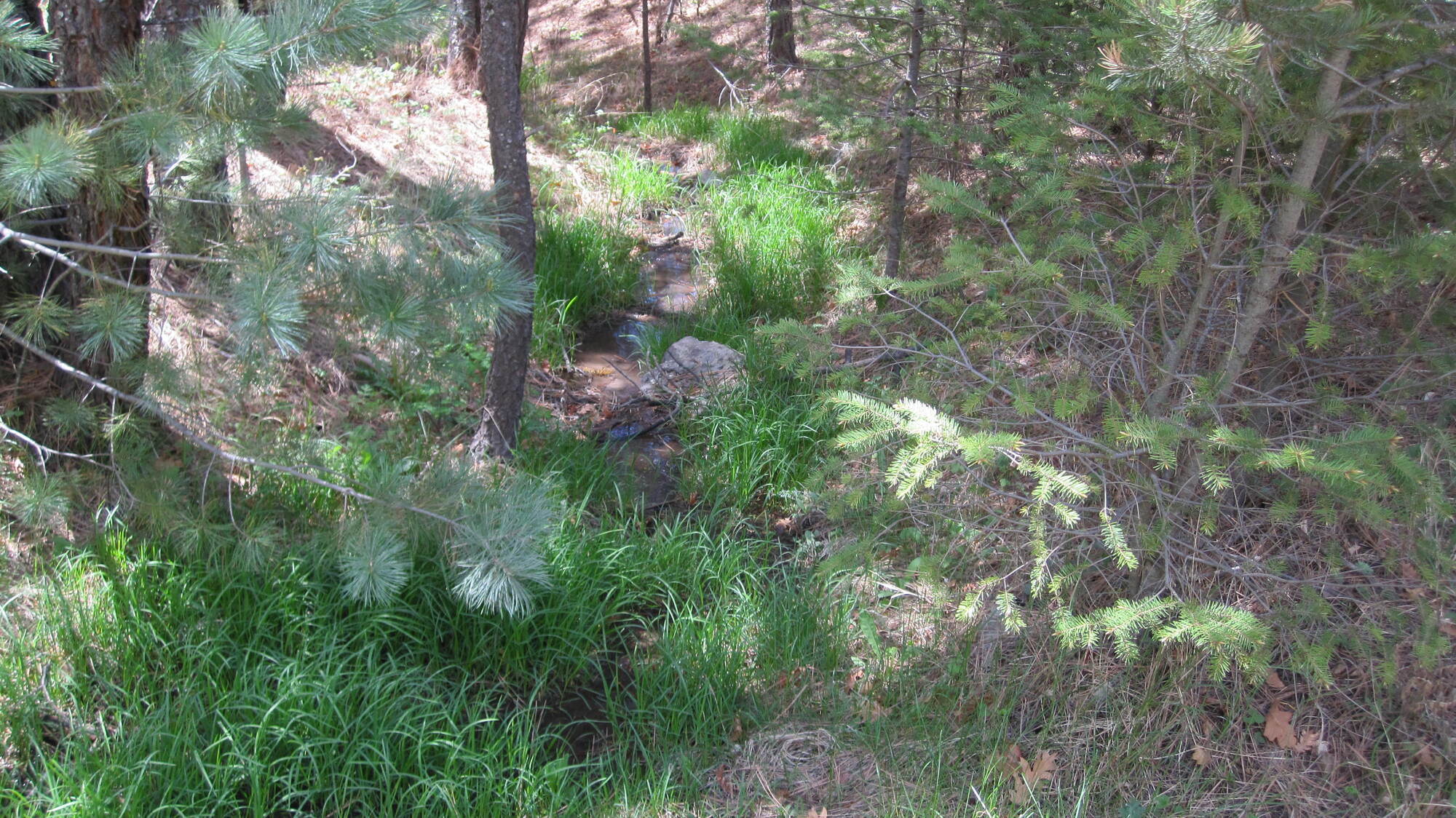 Apache Spring off of FR162, just south of the Mescalero Reservation.