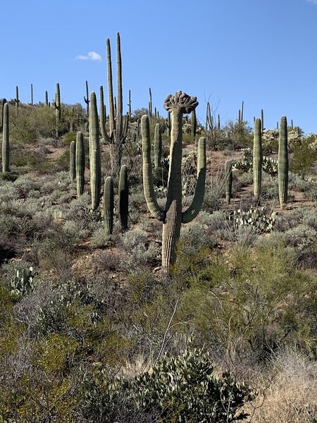 Unusual Crested Saguaro along Thunderbird trail.