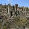 Unusual Crested Saguaro along Thunderbird trail.