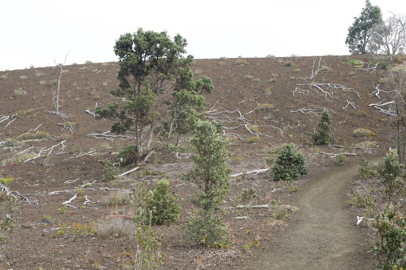 Hiking along the Devastation to Byron Ledge Connector, you get a view of the moon like landscape from Pu' u Pua'i.