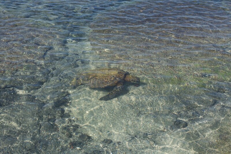 Turtle swimming in the shallow waters along the Ala Kahakai Trail.