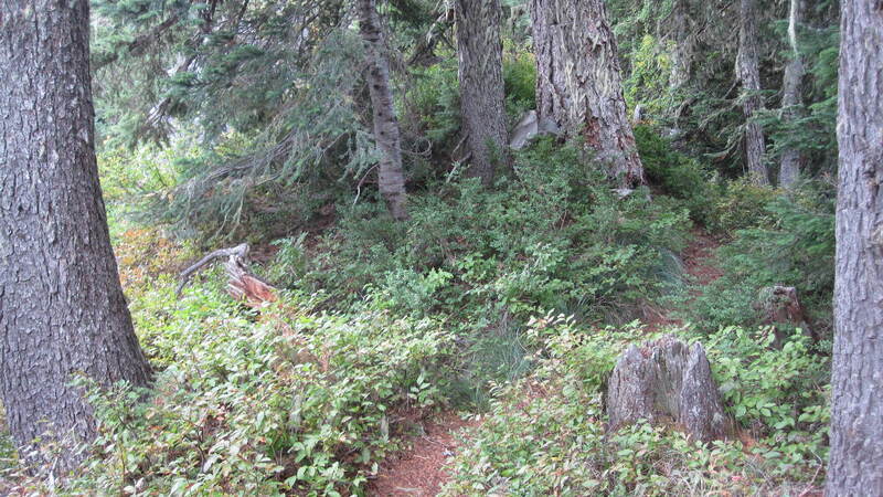 Bull of the Woods trail just below the lookout.