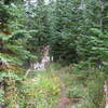 Heading up the BOTW trail in September of 2015