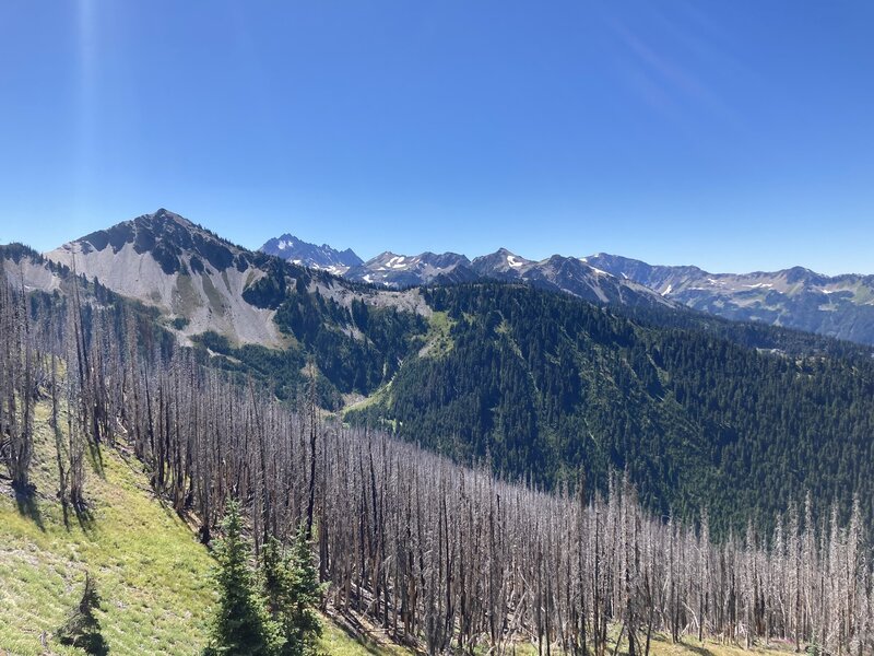 In the old burn zone, looking towards Anderson Peak.