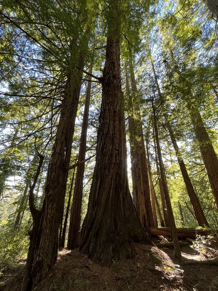 Through the Dipsea Trail section