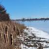 Cat tails along the edge of frozen Mozinga Lake.