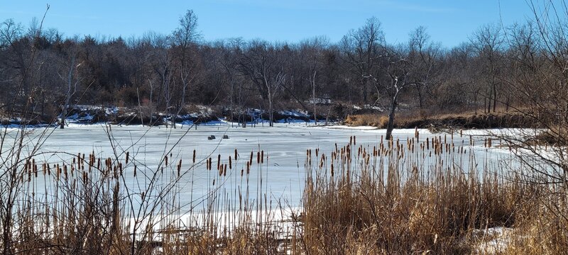 Cat tails along the edge of frozen Mozinga Lake.