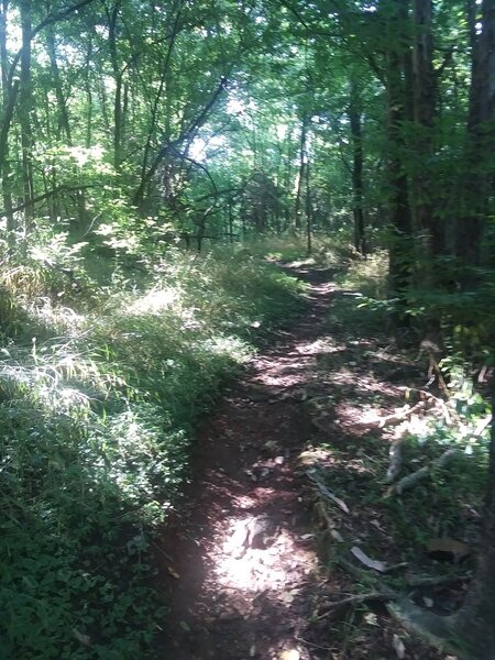 Mountain Bike Trail.