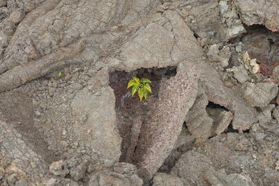 A fern grows in a collapsed lava tube along the Napau Trail.