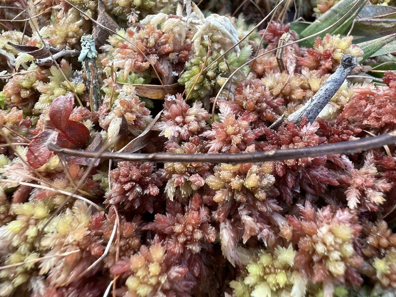 Multicolor Sphagnum moss