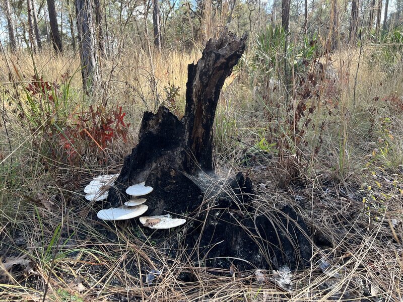 Stump with fungus