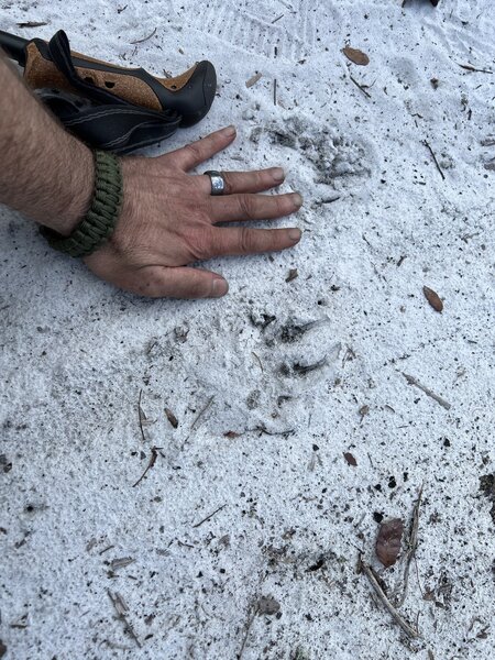 Decent sized paw print