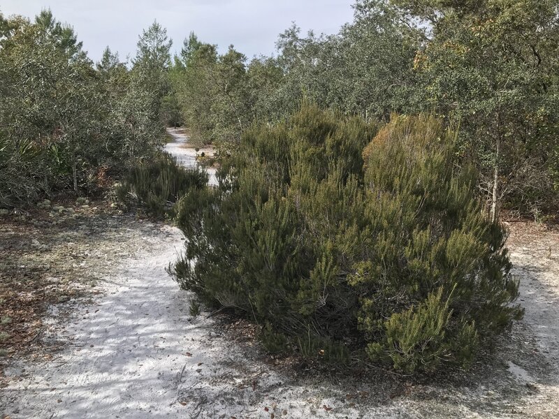 Florida Rosemary