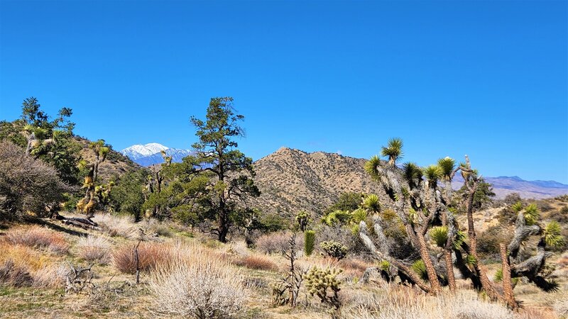 View from the trail