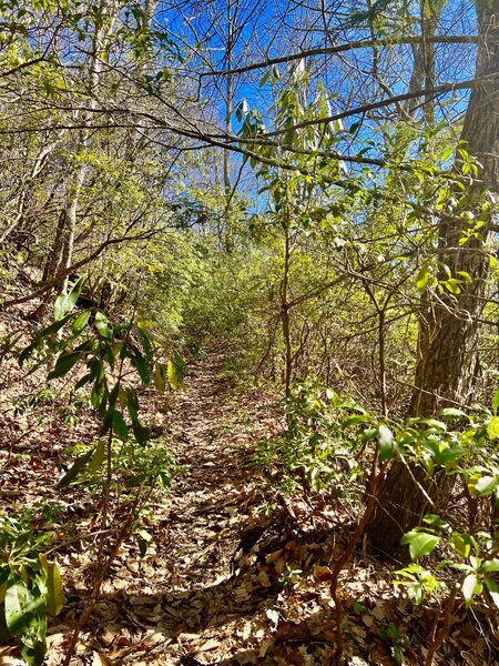 Density of vegetation reduces pace significantly