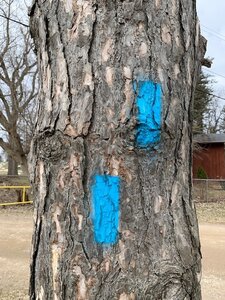 Trail marking indicating Right turn in trail