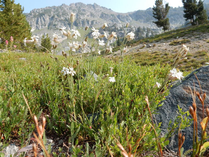 Silene parryi