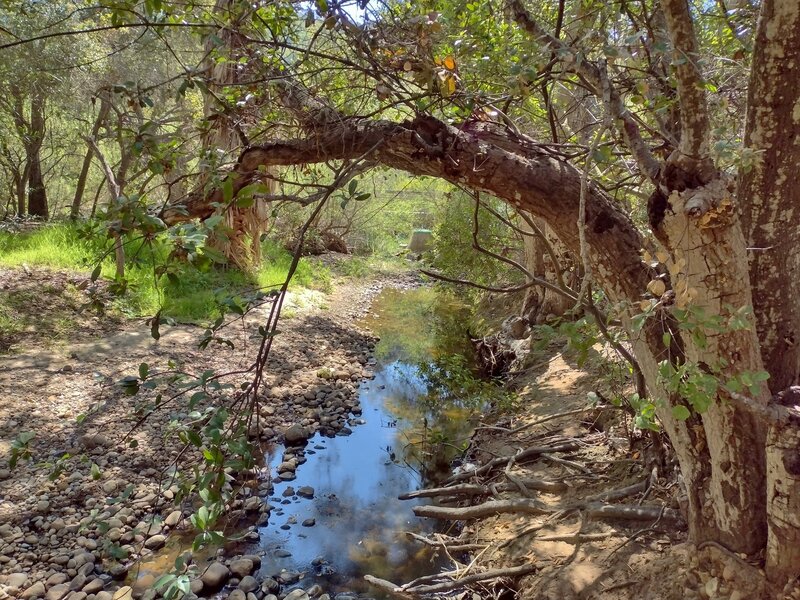 The creek runs through thin woods at the bottom of its canyon.