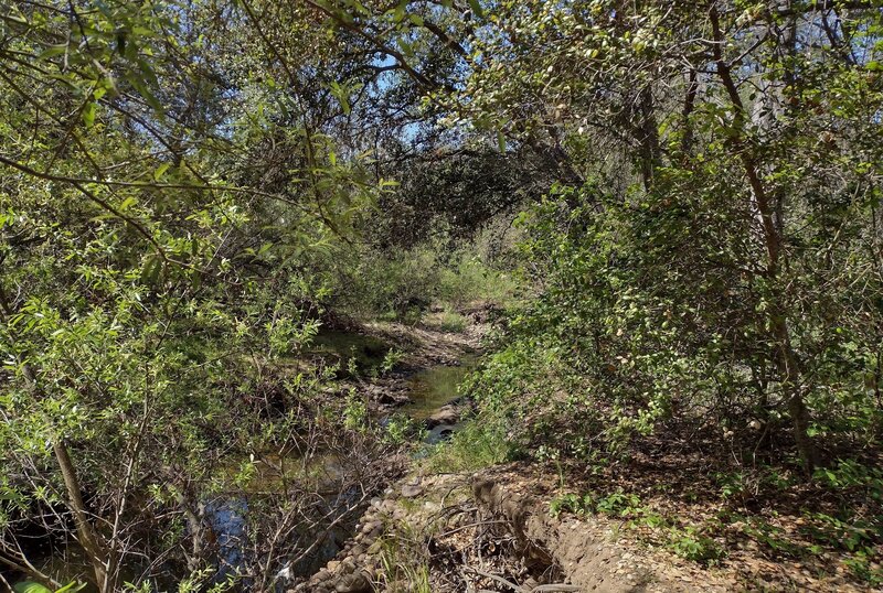 Tecolote Creek at the bottom of Tecolote Canyon.