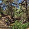 Here, Tecolote Canyon Trail South runs along Tecolote Creek at the bottom of Tecolote Canyon.