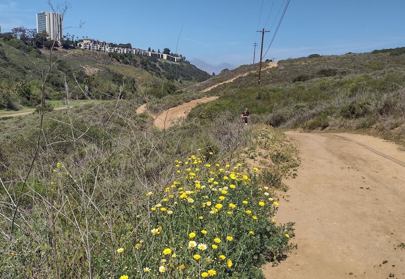 Looking north, up Tecolote Canyon along the western portion of Tecolote Canyon Trail South.