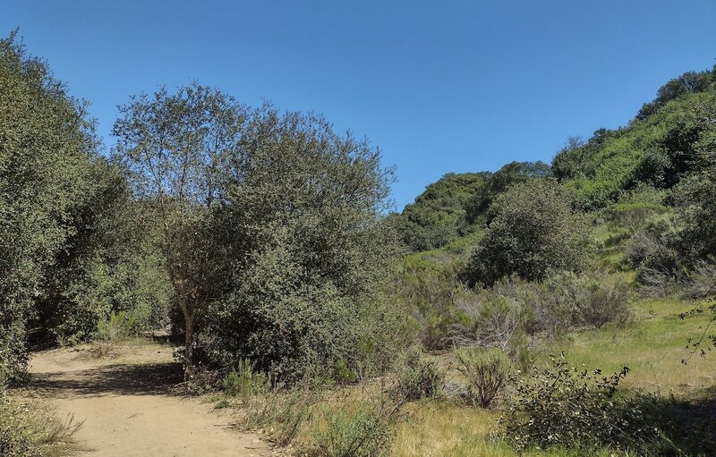 The canyon hillsides can be seen along an open stretch of Tecolote Canyon Trail South.