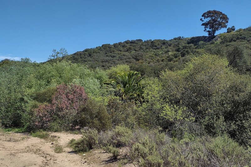 The interesting and varied vegetation covering the canyon hillsides along Tecolote Canyon Trail South.