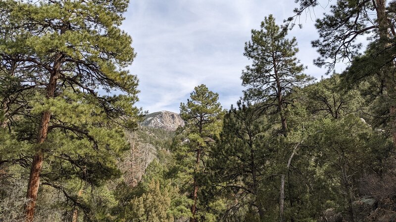 Ponderosa pines, down the wash from the main trail