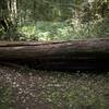 Fallen Redwood Tree along the trail.