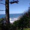 Skunk Cabbage Trail meets the Coastal Trail