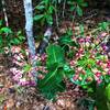 Spring wildflowers