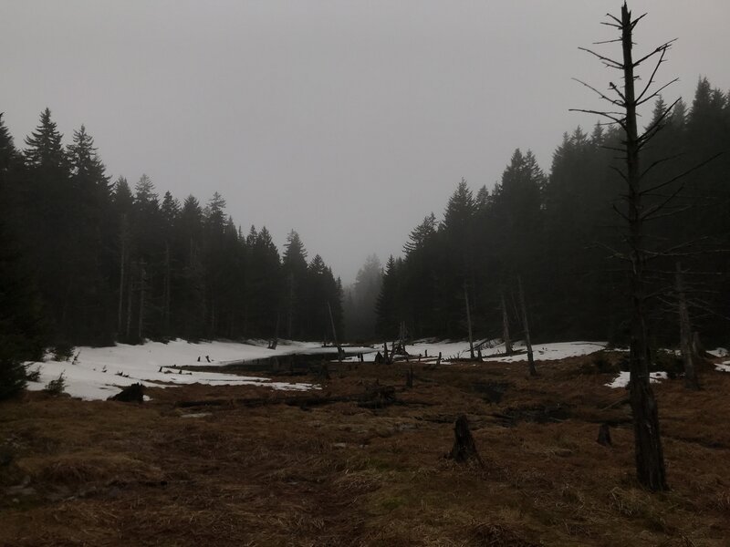 Bickford Hollow Bog on a rainy day.