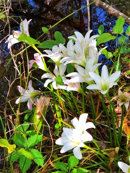 Rain lilies - wildflowers