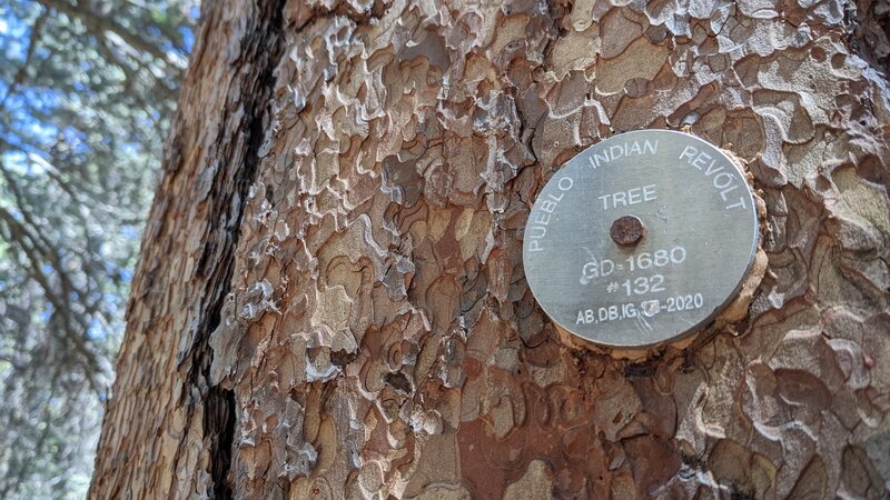 Medallion tree - a big ponderosa pine, about 340 years old