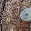 Medallion tree - a big ponderosa pine, about 340 years old