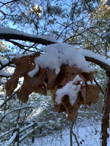 This was taken 3-12-22 on the Cadron Settlement Trail. It had snowed the night before. It was a beautiful hike.