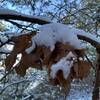 This was taken 3-12-22 on the Cadron Settlement Trail. It had snowed the night before. It was a beautiful hike.