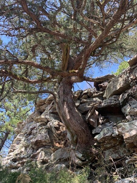 I thought this was a cool pic of a tree growing out of the rocks. This was taken on April 3, 2022 on the Mt. Nebo hike.