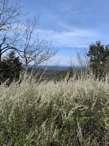 The bridal wreath was in full bloom on Mt. Nebo.