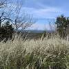 The bridal wreath was in full bloom on Mt. Nebo.