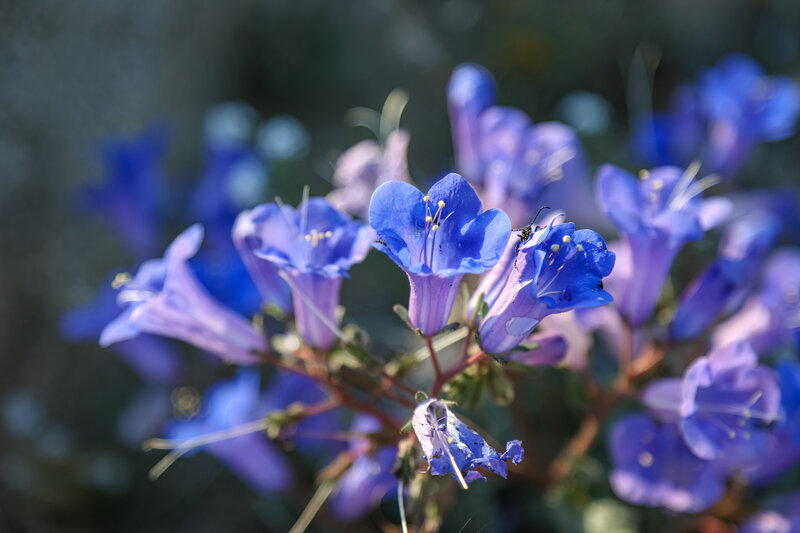 Wildflowers along the trail.