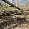 Some trees blocking the path.