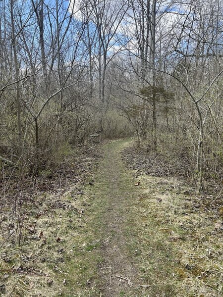 Path relatively clear in some areas, but super muddy in others.