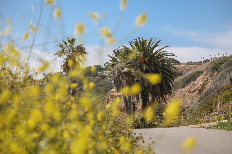 Seasonal wildflowers and palm trees are two features that this corner of Southern California coastline offers.