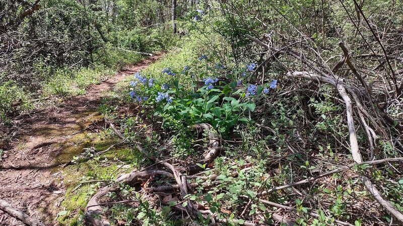 Bluebells