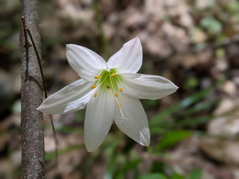 Lily,  maybe a rain lily