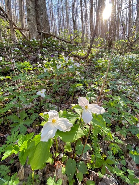 Springtime patch of Great White Trillium